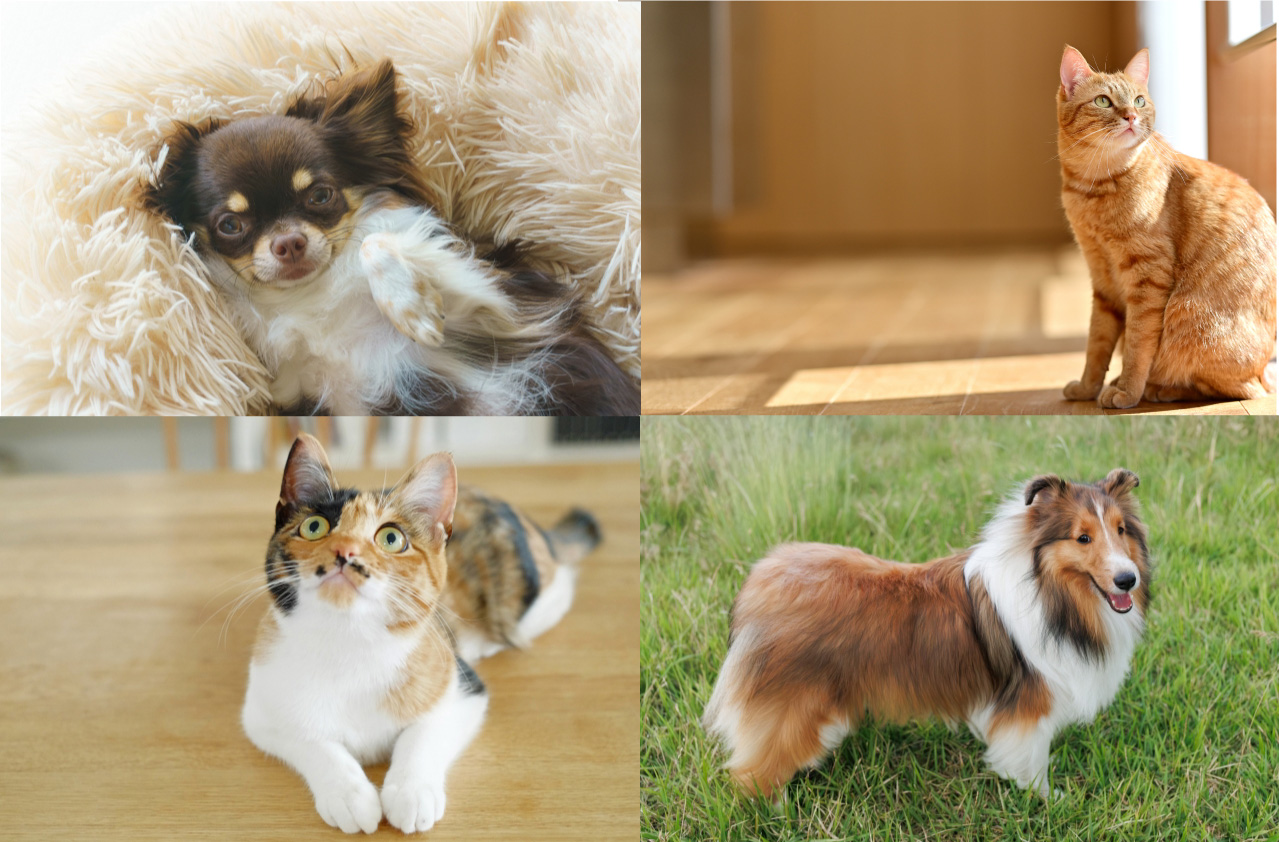 かもめ獣医科医院