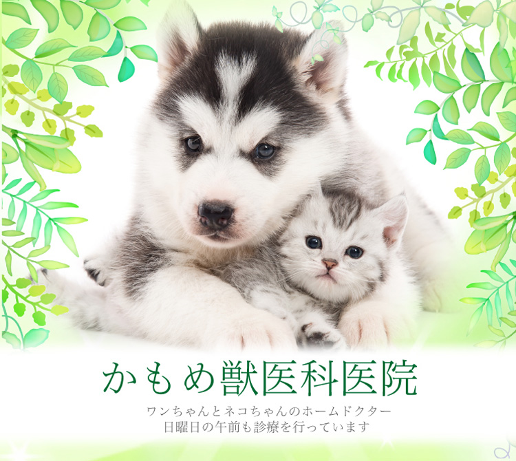 犬と猫ののためのクリニック。 日曜日も午前診療いたします｡